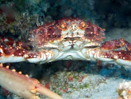 Channel Cling Crab IMG 9409